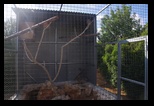 Pafos Zoo -30-05-2017 - Bogdan Balaban